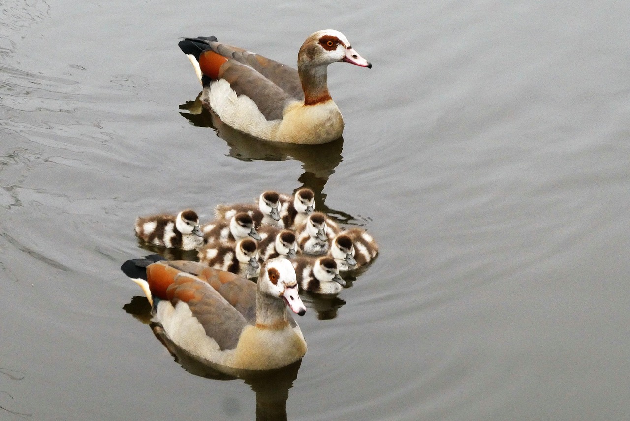 entdecken sie die facetten des familienlebens: gemeinsame aktivitäten, erziehungstipps und ratschläge für eine harmonische familienatmosphäre.