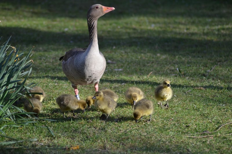 Hamburg mit Kindern 2026: Die 11 besten Erlebnisse für die ganze Familie